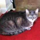 Vivid artwork of tabby cat on red blanket with white cat silhouette in window