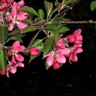 Pink Flowers and Green Leaves on Dark Background: Detailed Petals and Foliage Displayed