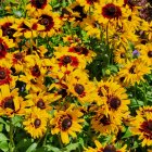 Vibrant Orange-Yellow Flowers in Watercolor Style