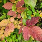 Vibrant autumn leaves with water droplets on bokeh backdrop