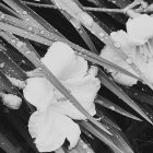 Close-up White Lily with Orange Stamens Among Multicolored Dewy Leaves