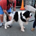 Two Black and White Bernese Mountain Dogs on Leashes in Fall Scene