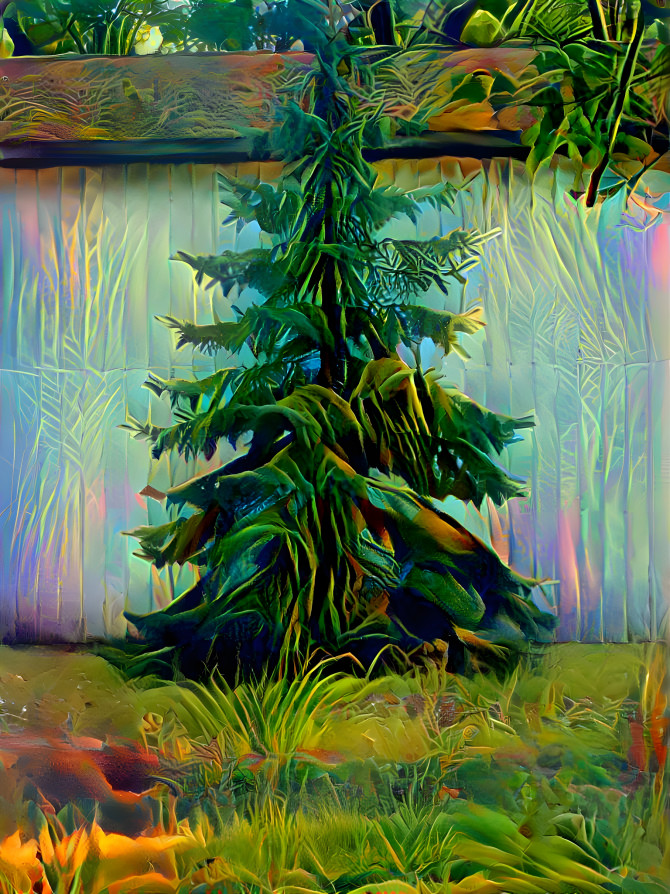 A LITTLE PINE TREE