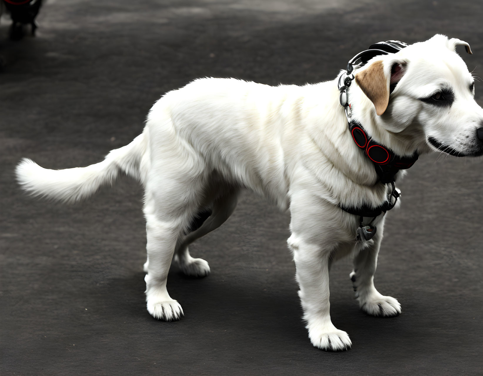 White Dog with Black Eye Patch Wearing Collar and Harness on Asphalt