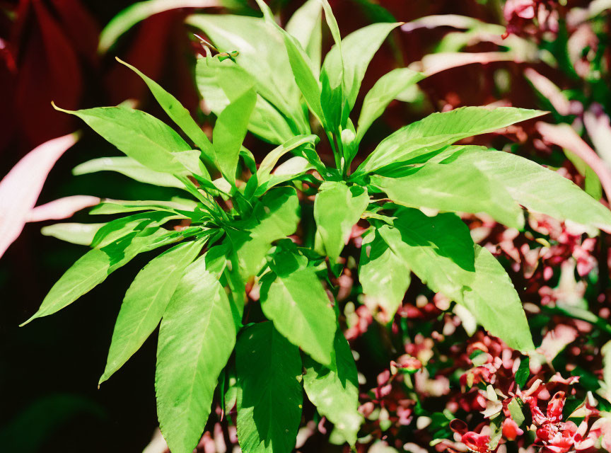 Vivid green leaves against blurred reddish-purple background