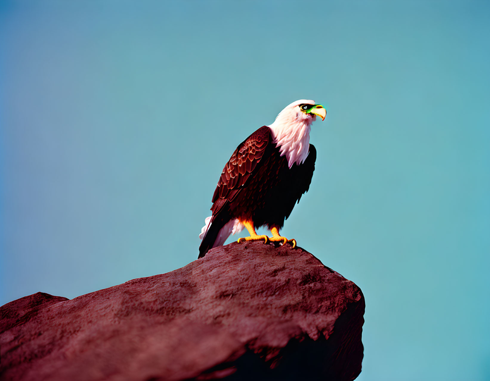 Majestic bald eagle perched on rocky outcrop against blue sky