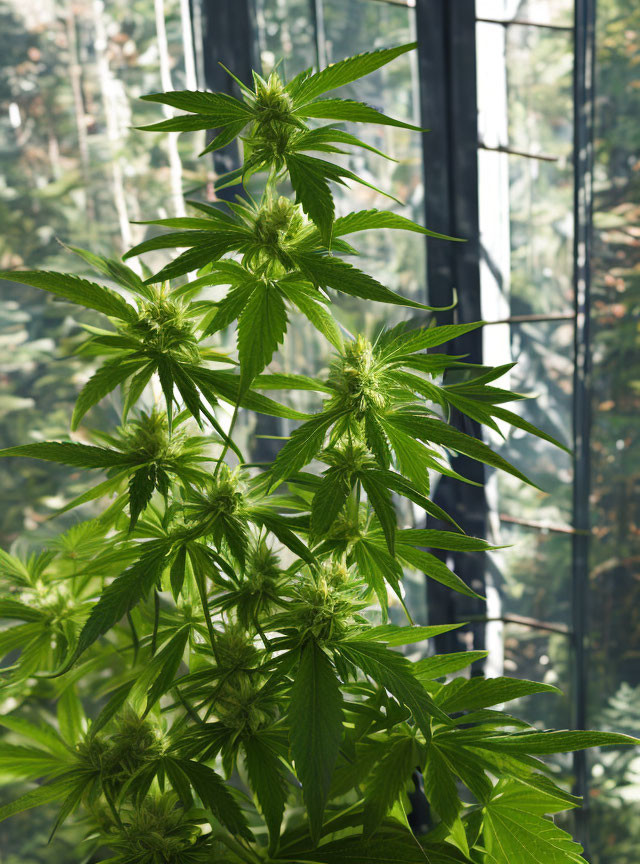 Indoor cannabis plants with large leaves and budding flowers near window light