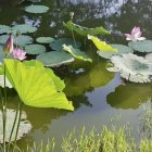 Tranquil Pond with Lily Pads and Pink Lotus Flowers