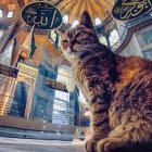 Cat in grand mosque with Arabic calligraphy and stained glass windows