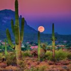 Colorful sunset behind saguaro cacti, desert flora, and mountains