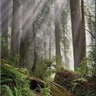 Tranquil forest scene with cabin, stream, sunlight, and mountains