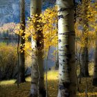 Vibrant autumn forest with white birch trees and golden leaves on blue background