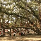 Tranquil park scene with shade tree, flowers, gazebo, and people on a sunny day