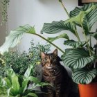 Black and white cat by colorful flowers in sunlit room