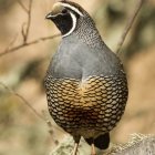 Colorful Bird with Crested Head and Patterned Wings in Green Foliage