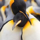 Illustrated Penguins Embracing in Colorful Scene