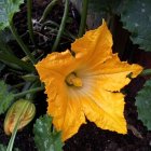 Detailed Orange-Yellow Flower with Green Leaves on Dark Background