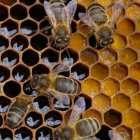 Honeybees on honeycomb with hexagonal nectar-filled cells