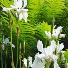 Colorful painting of white irises with yellow and blue patterns on green foliage.