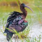 Colorful Iridescent Bird with Long Beak in Dreamy Background