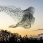 Bird Flock Forms Mesmerizing Sky Pattern at Dusk