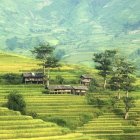 Vibrant yellow terraced rice fields in serene Asian landscape