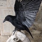 Digital artwork: Black raven on white eagle against aged newspaper background