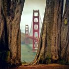 Stylized painting of Golden Gate Bridge framed by autumn trees