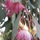 Pink bottlebrush flowers and buds with green leaves in soft-focus effect