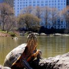 Turtle on Rock with Cityscape Reflection in Pond