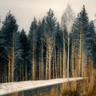 Snow-covered forest under hazy sky with tall evergreens