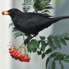 Low-poly black bird on branch with leaves and berries on light background