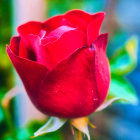 Close-Up Image: Vibrant Red Poppy Flower with Yellow Center