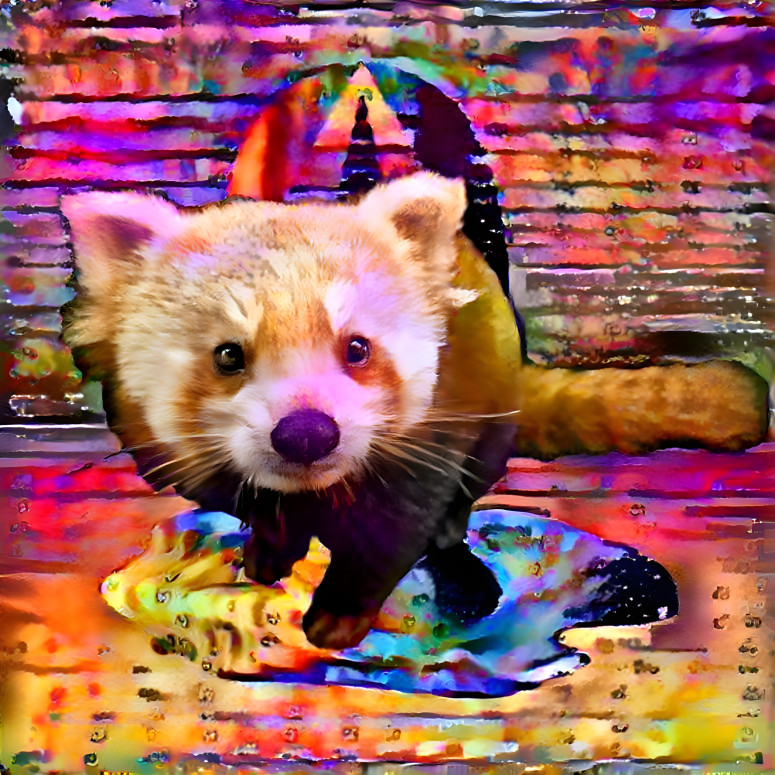 LSD raccoon