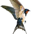 Colorful Bird Illustration in Mid-Flight on White Background