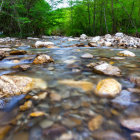 Tranquil stream with wildflowers and lush greenery