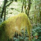 Blue stag in enchanted forest with golden foliage