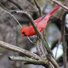 Two vibrant red northern cardinals on moss-covered branches with bare trees background