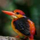 Colorful Bird Illustration with Long Red Beak and Multicolored Feathers