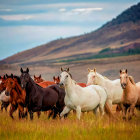 Herd of horses galloping in golden grass under blue sky