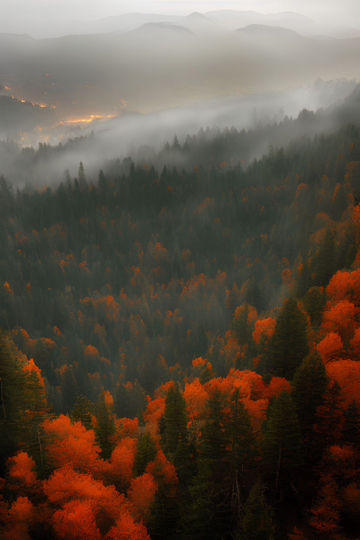 Misty autumn forest with vibrant orange and green trees at sunrise