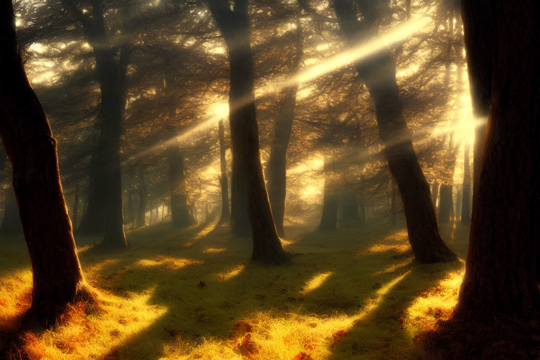 Misty forest with sunbeams casting golden light