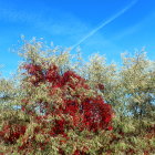 Colorful Autumn Trees Against Blue Sky with Clouds