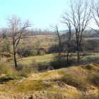 Tranquil sunrise scene: meandering stream in lush forest