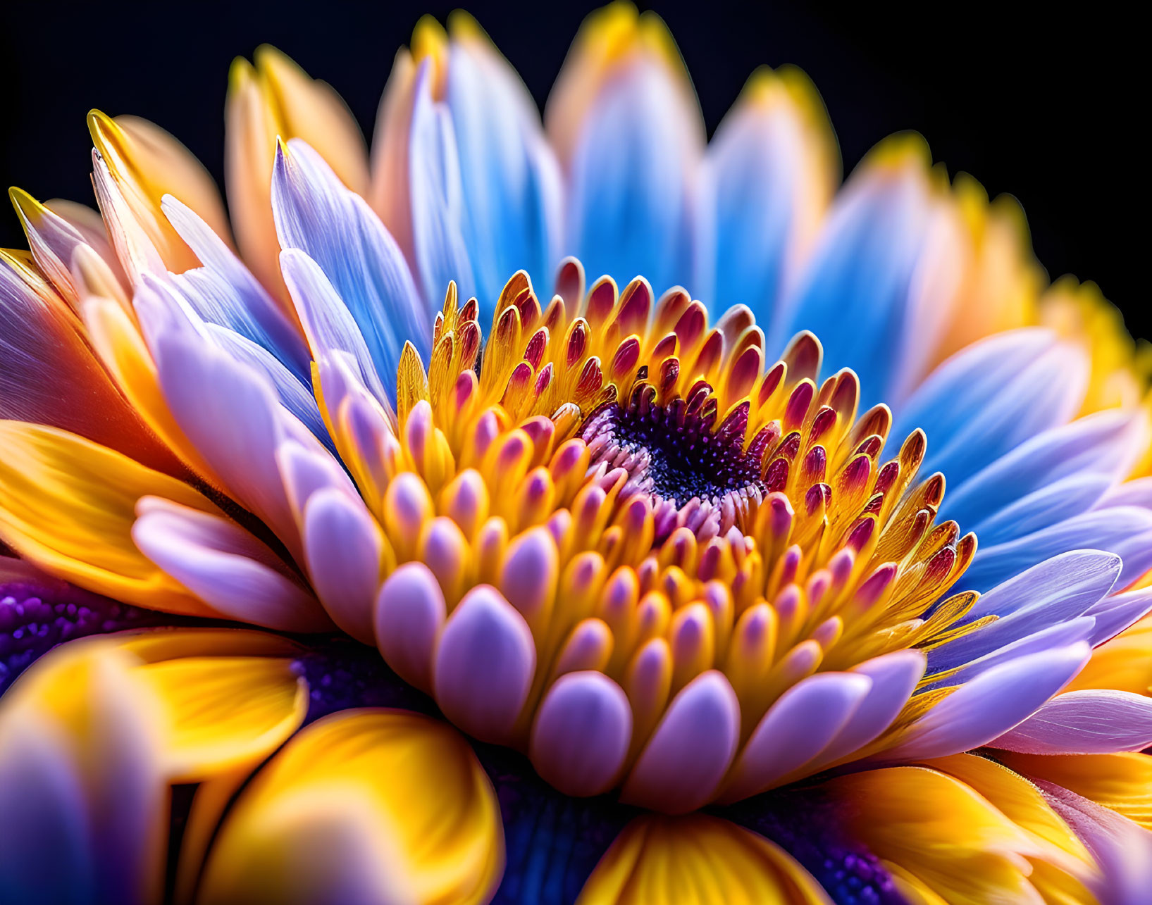 Vibrant macro photo: purple to orange flower petals with blue edges on dark backdrop