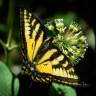 Colorful Butterfly Painting on White Flowers in Lush Greenery