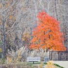 Surreal autumn tree in intricate forest scene