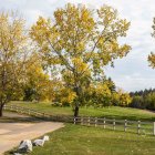 Autumn Park Scene with Colorful Trees and Pathway