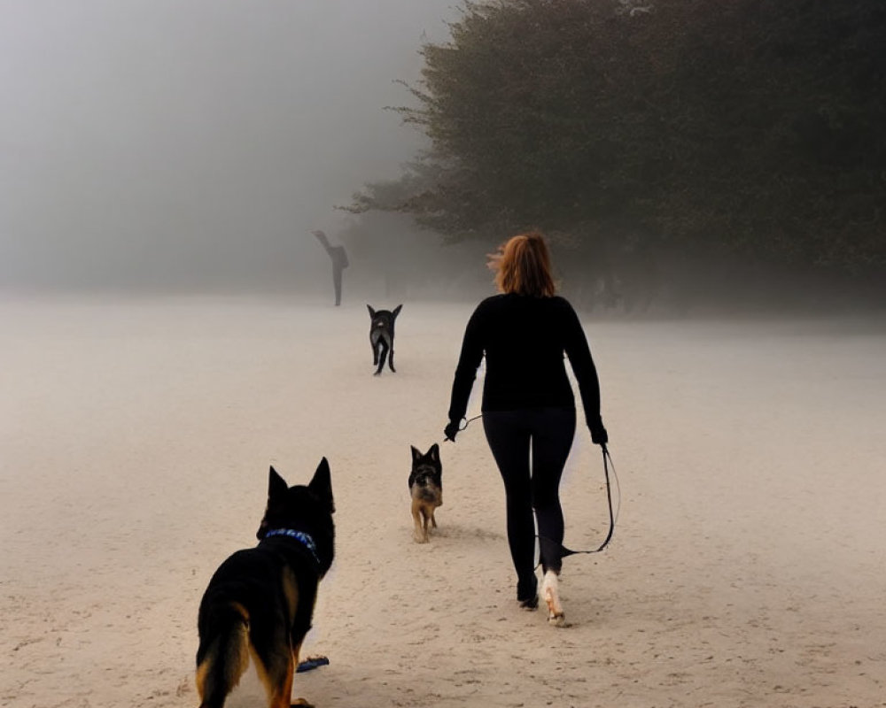 Woman walking two German Shepherds in foggy landscape with distant figure.