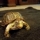 Detailed animated turtle on rock with expressive face.